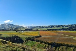 View across vineyards from the top of the Rapaki Walk